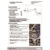 Barre stabilisatrice additionnelle arrière Suzuki SX4, Vitara